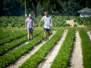 Dr. Rick Brandenburg, Extension Specialist (Peanuts & Turf) & Department Extension Leader Entomology & Plant Pathology, examines and walks through rows of peanuts at the Upper Coastal Plain research station outside of Rocky Mount. Photo by Marc Hall
