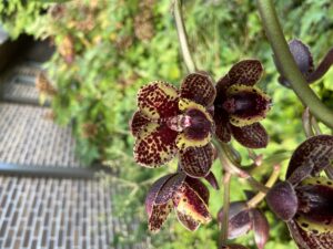 Cover photo for Catasetum Orchids Through the Year