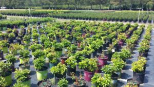 Cover photo for Ornamental Nursery and Greenhouse Production Webinar Series for 2024