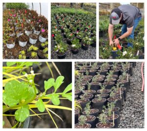 Photos of Nursery trials with markers, a person fertilizing a container plant, and bittercress