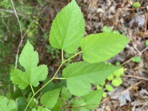 Cover photo for Marvelous Mulberry