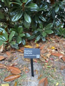 Tree ID Plaque Image