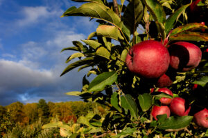 Apples in orchard