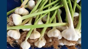 Garlic bulbs with green stems in a pile