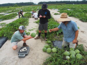 Cover photo for 2023 North Carolina Mini Size Triploid Watermelon Cultigen Evaluation Study Now Available
