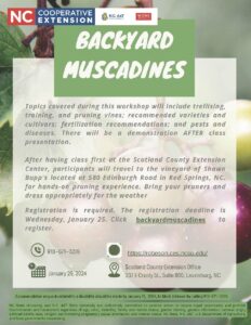 Backyard Muscadines