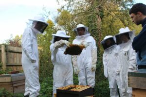 Cover photo for Deciphering All the Buzz About Honey Bee Loss