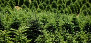 A Christmas Tree Farm in Western North Carolina