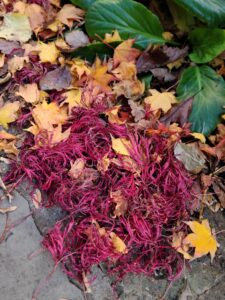 Fall Leaves
