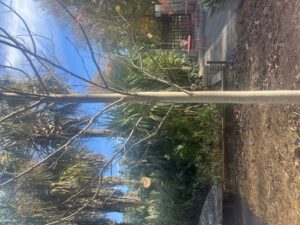 Cover photo for 4-H Bird Seed Ornament Activity