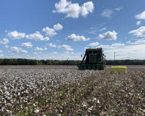 cotton harvest