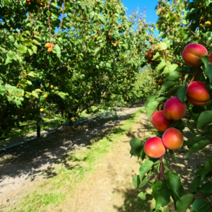 Cover photo for Clay County 4-H Fruit Plant Sale