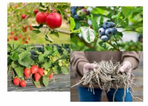 Pictures of fruit plants and trees