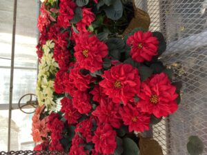 Cover photo for Poinsettia Care