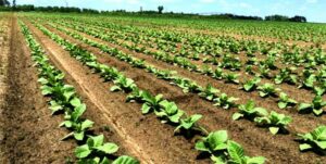 Cover photo for 2023 Tobacco OVT Data