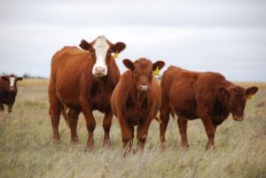 Cover photo for January 2024 | Livestock Newsletter