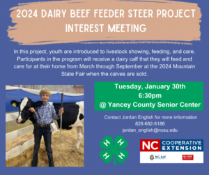 Cover photo for 2024 Dairy Beef Feed Steer Project Interest Meeting