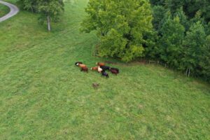 The bright pink patch is evident in this picture taken at 60 feet above the ground.