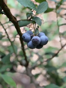 Cover photo for Blueberry Pruning
