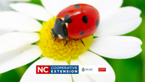 good insects or bad insects