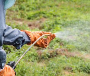 Spraying Herbicide on Weeds