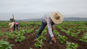 Cover photo for Farmworker Health and Safety Program