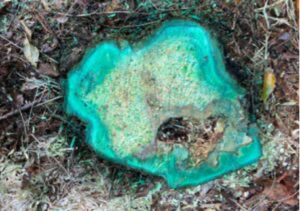 Stump covered in herbicide
