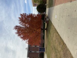 Cover photo for Garden Planning