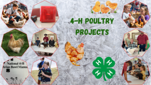 Image showing poultry and poultry activities being conducted by 4-H youth