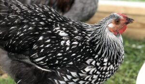 Cover photo for Highly Pathogenic Avian Influenza Update and Resources