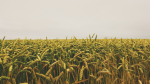 Overlooking a field of wheat on an overcast day