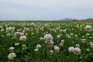 white clover