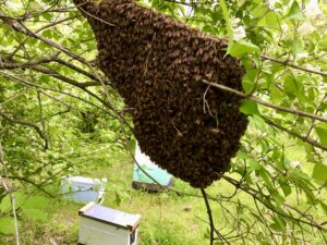 honeybee swarm