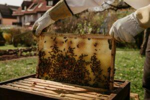 Bees