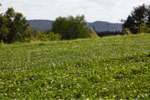 field of clover