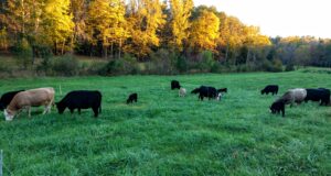 cows eating grass