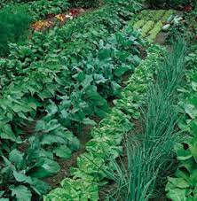 Cover photo for Interested in Having Fresh Vegetables in 3 Seasons of the Year?