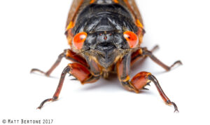 Cover photo for The Cicadas Are Coming! Fear Not, Though