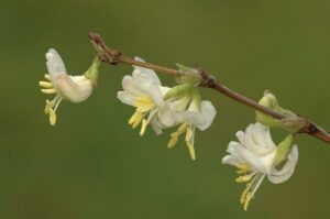 winter honeysuckle buds on limb
