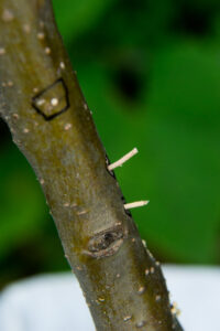 Ambrosia beetle excavations on apple tree