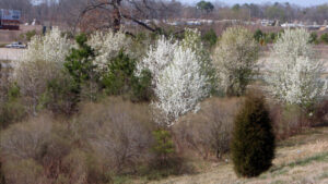 Cover photo for Bradford Pear: An Invasive Pest