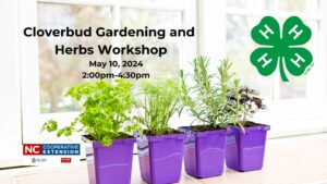 Various herbs in purple pots