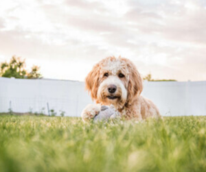 Dog laying on lawn