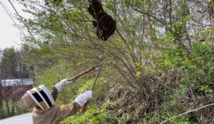 Bee swarm