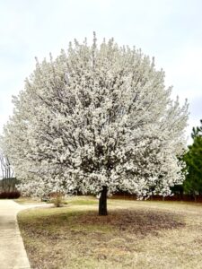 Cover photo for Callery Pears