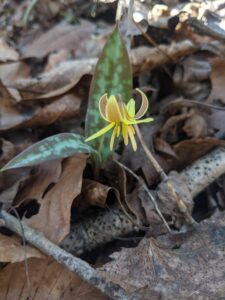 Cover photo for Flora Fridays - March 8, 2024