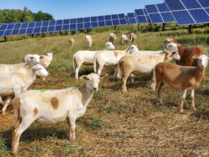 Cover photo for American Lamb Board Solar Grazing School