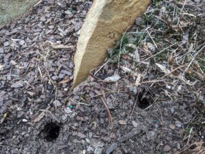 Cover photo for Trapping Voles in the Landscape