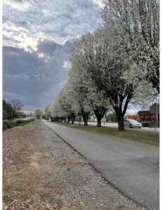 hundreds of Bradford pears in bloom