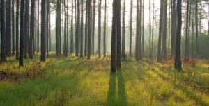 Cover photo for 2024 Forestry Banquet Edgecombe County